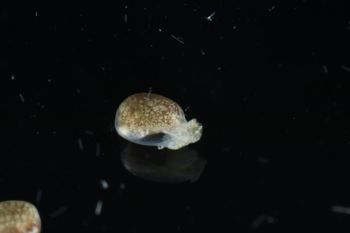 Media type: image;   Malacology 393728 Description: live specimen;